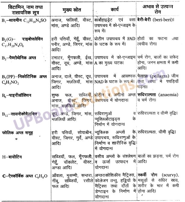 UP Board Solutions for Class 11 Biology Chapter 16 Digestion and Absorption image 13