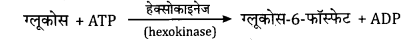 UP Board Solutions for Class 11 Biology Chapter 9 Biomolecules image 10