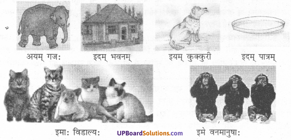 UP Board Solutions for Class 7 Sanskrit chapter 2 चित्रपाठ 1