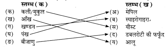 UP Board Solutions for Class 7 Science Chapter 11 पौधों में जनन 4