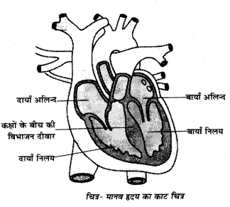 UP Board Solutions for Class 7 Science Chapter 9 जन्तुओं एवं पौधों में परिवहन 6