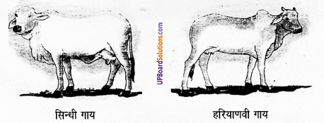 UP Board Solutions for Class 8 Agricultural Science Chapter 4 पशपालन (क) गंगातीरी image 1