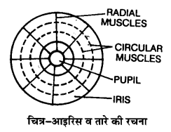 UP Board Solutions for Class 11 Biology Chapter 21 Neural Control and Coordination image 3