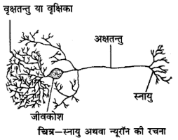 UP Board Solutions for Class 12 Psychology Chapter 1 Neuron, Synapse and Nerve Impulse 1