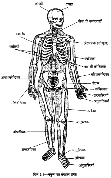 UP Board Solutions for Class 11 Home Science Chapter 1 11