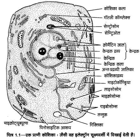 UP Board Solutions for Class 11 Home Science Chapter 1 13