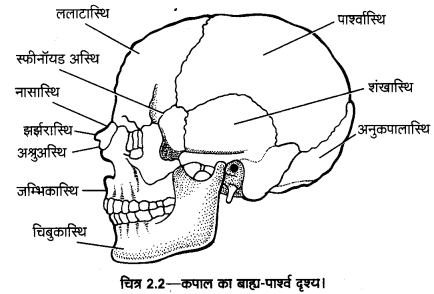 UP Board Solutions for Class 11 Home Science Chapter 1 14
