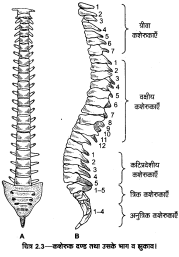 UP Board Solutions for Class 11 Home Science Chapter 1 15