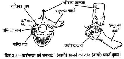 UP Board Solutions for Class 11 Home Science Chapter 1 16