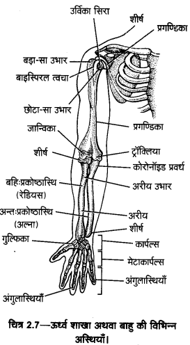 UP Board Solutions for Class 11 Home Science Chapter 1 17