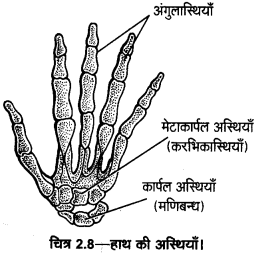 UP Board Solutions for Class 11 Home Science Chapter 1 18