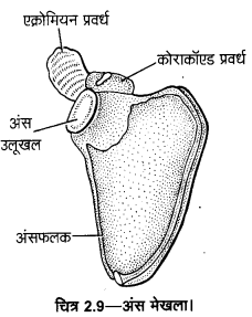 UP Board Solutions for Class 11 Home Science Chapter 1 19