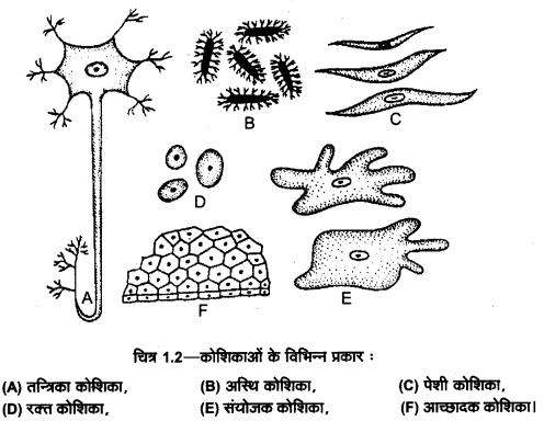UP Board Solutions for Class 11 Home Science Chapter 1 2