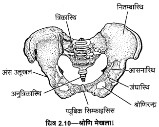UP Board Solutions for Class 11 Home Science Chapter 1 20