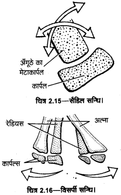 UP Board Solutions for Class 11 Home Science Chapter 1 24