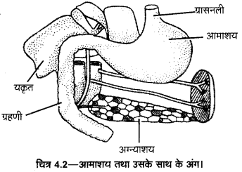 UP Board Solutions for Class 11 Home Science Chapter 1 29