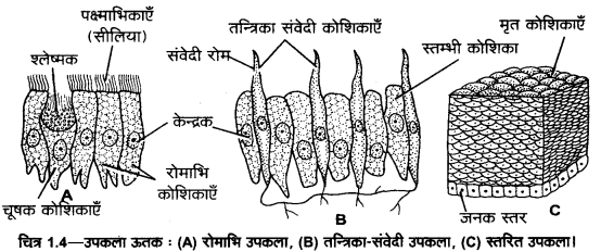 UP Board Solutions for Class 11 Home Science Chapter 1 3