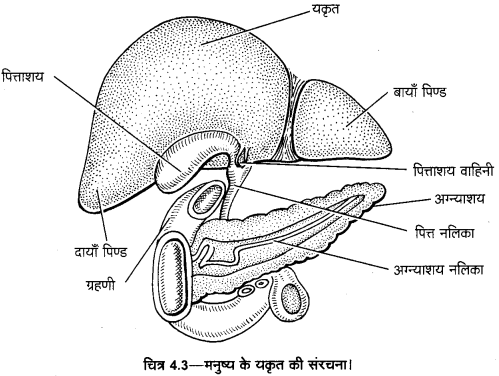UP Board Solutions for Class 11 Home Science Chapter 1 30