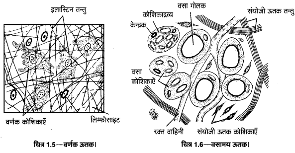 UP Board Solutions for Class 11 Home Science Chapter 1 4