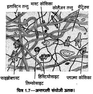 UP Board Solutions for Class 11 Home Science Chapter 1 5