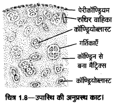 UP Board Solutions for Class 11 Home Science Chapter 1 6