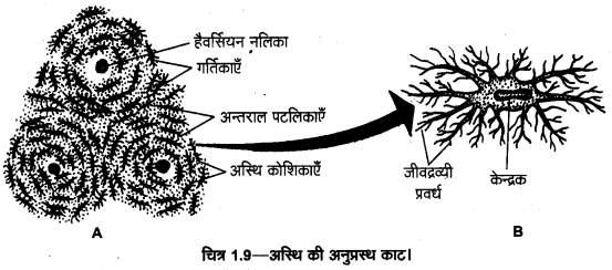 UP Board Solutions for Class 11 Home Science Chapter 1 7