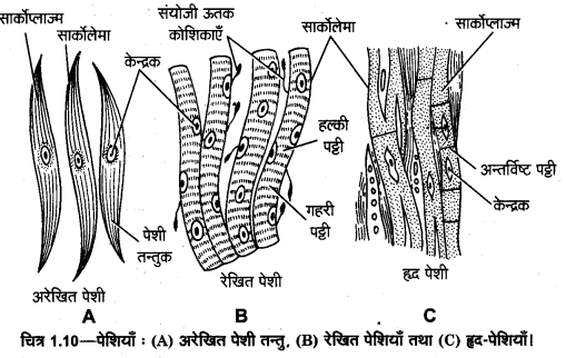 UP Board Solutions for Class 11 Home Science Chapter 1 8