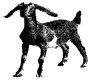 UP Board Solutions for Class 2 English Chapter 7 Animals 3