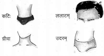 UP Board Solutions for Class 4 Sanskrit Piyusham Chapter 10 शरीरस्य अंगानि 2