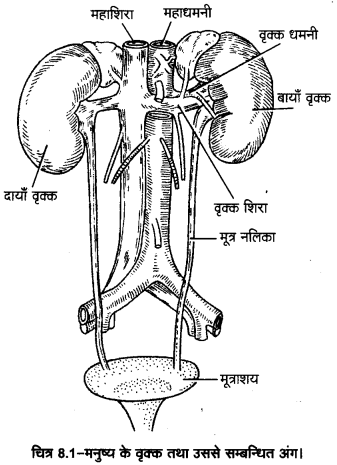 UP Board Solutions for Class 11 Home Science Chapter 1 45