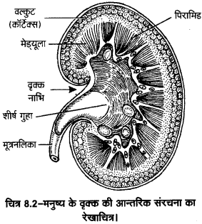 UP Board Solutions for Class 11 Home Science Chapter 1 46