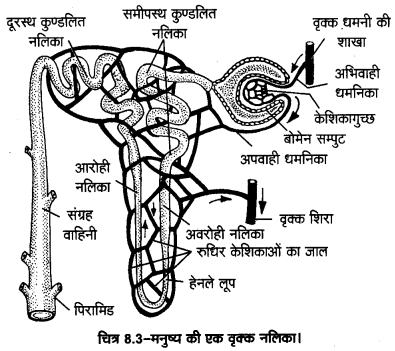 UP Board Solutions for Class 11 Home Science Chapter 1 47