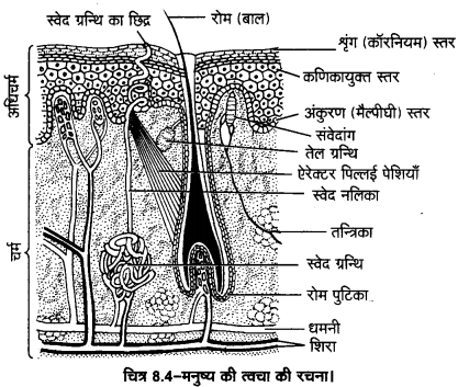 UP Board Solutions for Class 11 Home Science Chapter 1 48