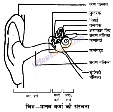 UP Board Solutions for Class 9 Science Chapter 12 Sound