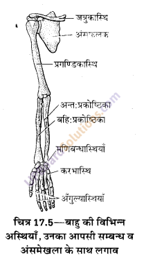 UP Board Solutions for Class 10 Home Science Chapter 17 मानव अस्थि-संस्थान तथा सन्धियाँ