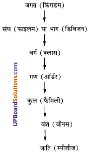 UP Board Solutions for Class 11 Biology Chapter 1 The Living World image 1