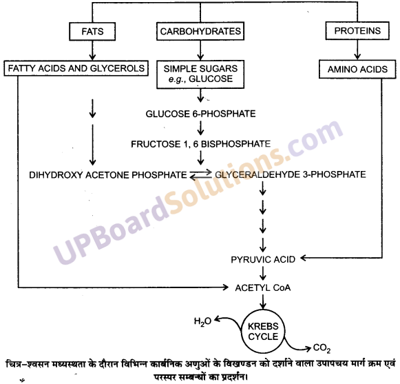 UP Board Solutions for Class 11 Biology Chapter 14 Respiration in Plants image 15