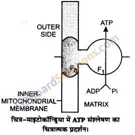 UP Board Solutions for Class 11 Biology Chapter 14 Respiration in Plants image 18