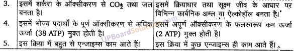 UP Board Solutions for Class 11 Biology Chapter 14 Respiration in Plants image 4