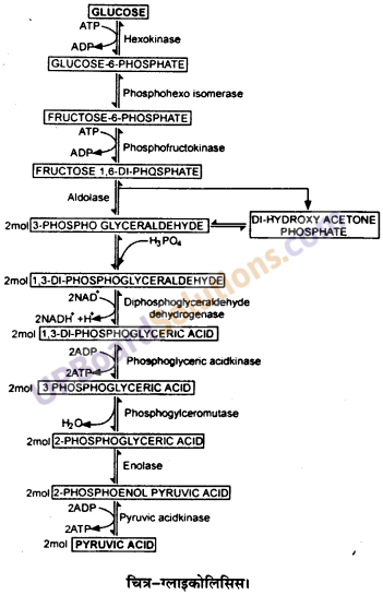 UP Board Solutions for Class 11 Biology Chapter 14 Respiration in Plants image 5