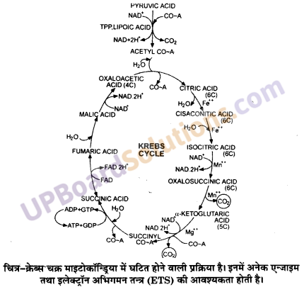 UP Board Solutions for Class 11 Biology Chapter 14 Respiration in Plants image 9