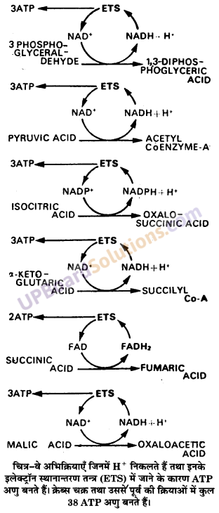 UP Board Solutions for Class 11 Biology Chapter 14 Respiration in Plants image 11