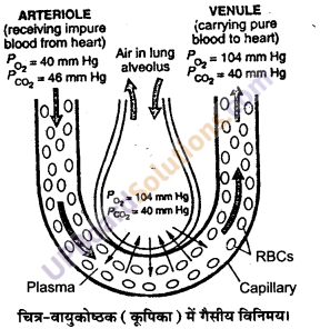 UP Board Solutions for Class 11 Biology Chapter 17 Breathing and Exchange of Gases image 1