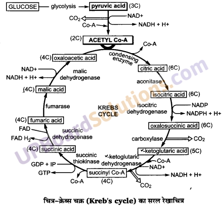 UP Board Solutions for Class 11 Biology Chapter 17 Breathing and Exchange of Gases image 14