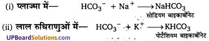 UP Board Solutions for Class 11 Biology Chapter 17 Breathing and Exchange of Gases image 4