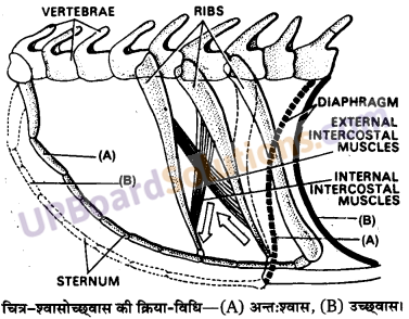 UP Board Solutions for Class 11 Biology Chapter 17 Breathing and Exchange of Gases image 7