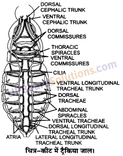 UP Board Solutions for Class 11 Biology Chapter 17 Breathing and Exchange of Gases image 8