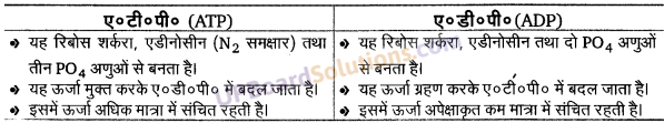 UP Board Solutions for Class 11 Biology Chapter 17 Breathing and Exchange of Gases image 10