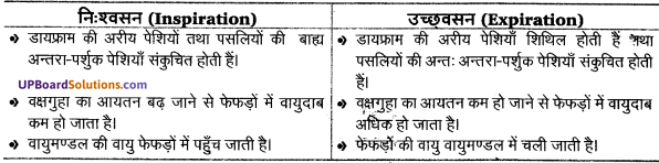 UP Board Solutions for Class 11 Biology Chapter 17 Breathing and Exchange of Gases image 11