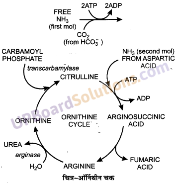 UP Board Solutions for Class 11 Biology Chapter 17 Breathing and Exchange of Gases image 12